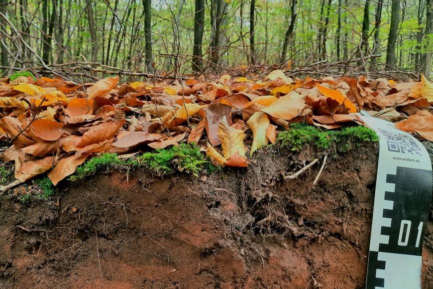 Anschnitt eines laubbedeckten Waldbodens mit Maßband